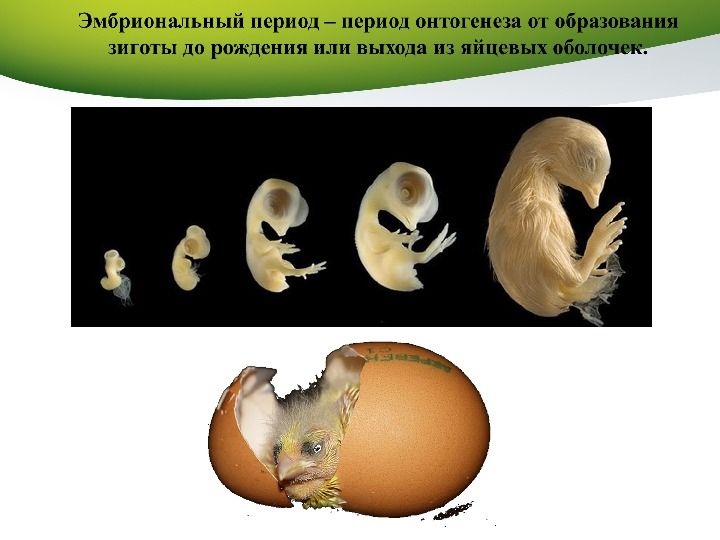 Этапами онтогенеза животных. Эмбриональный период онтогенеза. Онтогенез эмбриональный период развития. Биология 9 класс эмбриональный период развития. Эмбриональный период развития животных.