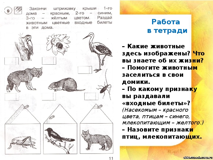 Презентация "Животные - часть природы" (1 класс, окружающий мир)
