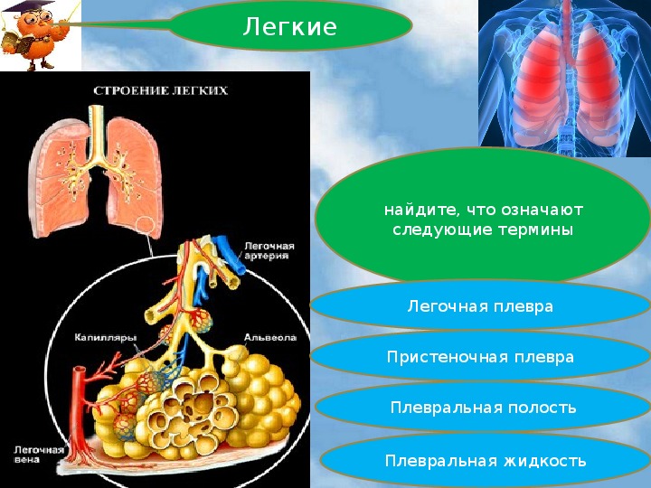 Презентация по биологии на тему: "Дыхание. Органы дыхания"