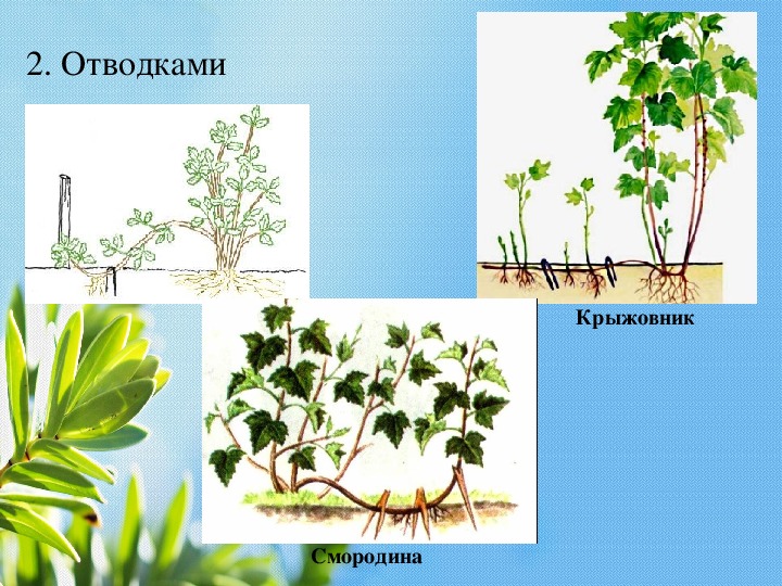 Вегетативное размножение отводками крыжовника. Вегетативное размножение растений отводками. Растения с отводками. Отводок растения. Отводки вегетативное размножение.