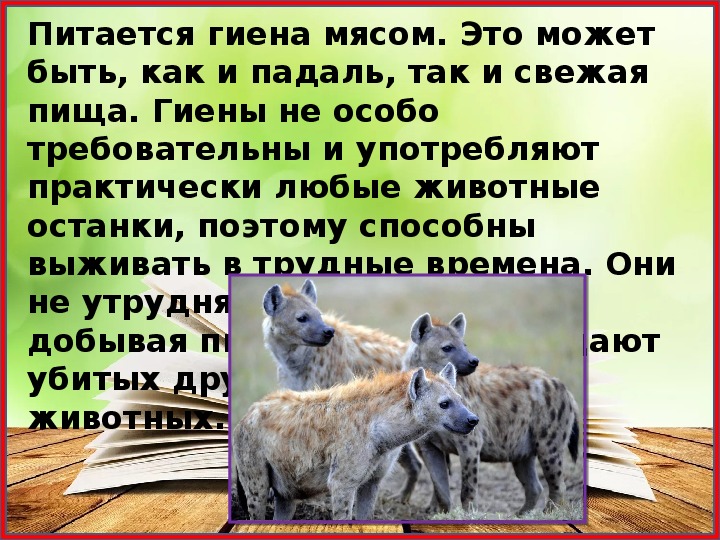 Гиена сколько букв и звуков. Гиены презентация. Гиена описание. Гиена доклад. Гиена рассказ.