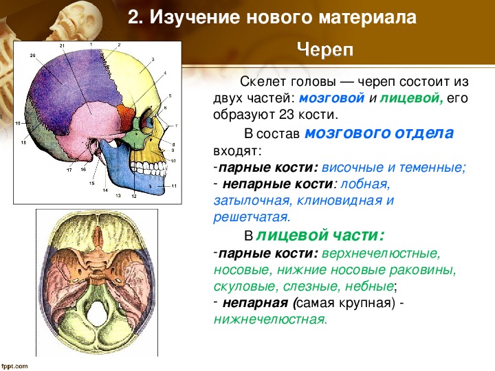 Парные отделы черепа человека