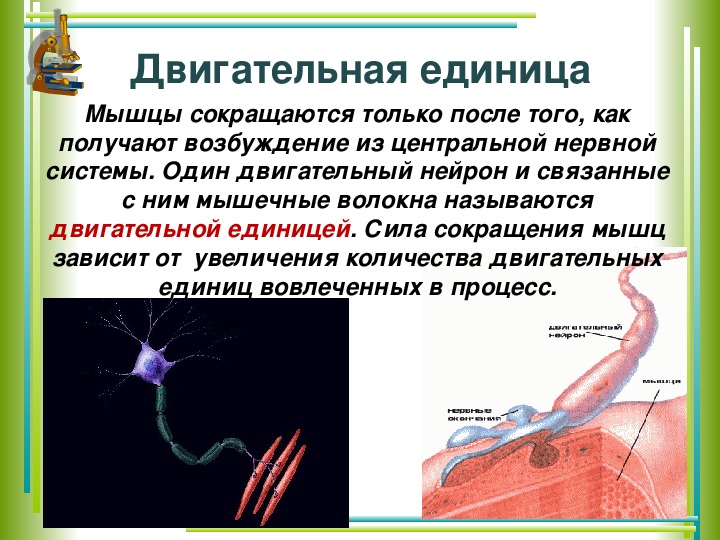 Утомление скелетной мышцы. Двигательная единица мышечной ткани. Регуляция скелетных мышц. Динамическая работа скелетной мышцы. Работа скелетных мышц биология.