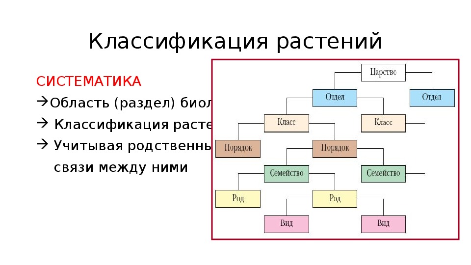 Какая схема используется при классификации растений ответ