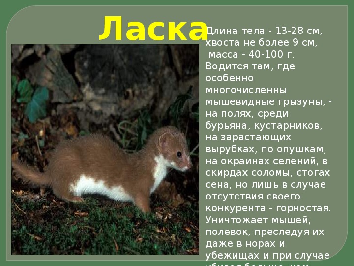 Ласка фото и описание