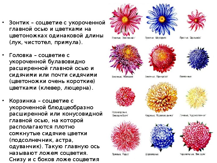 Соцветие головка картинки