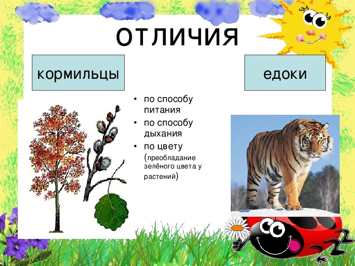 Почему кормилец