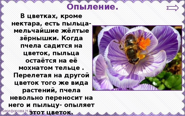 Размножение и развитие растений 3 класс презентация школа россии