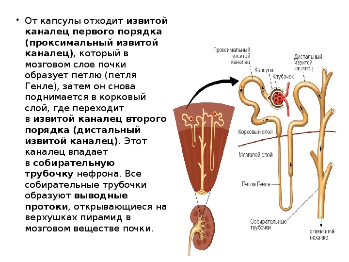 Система на рисунке является. В корковом слое почки находится. Извитые почечные канальцы. В мозговом слое почки находятся. Иизвитые канальца почки.