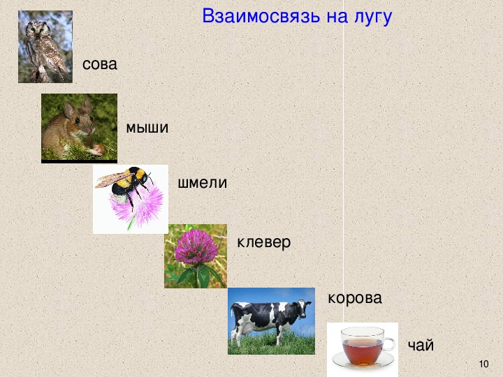 Сова литературное чтение 2 класс. Презентации Бианки Сова. Бианки Сова презентация 2 класс. Картинный план Сова Бианки. Бианки Сова презентация 2 класс школа России.