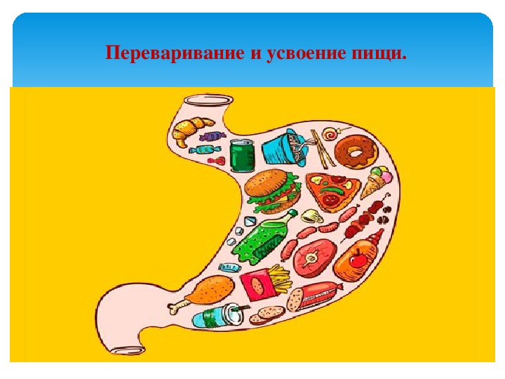 Переваривание пищи. Усвоение пищи. Пищеварение пищи. Усвояемость пищи. Процесс пищеварения усвояемость пищи.