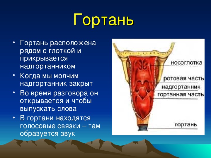 Особенности надгортанника. Надгортанник образован тканью. Надгортанник анатомия человека.