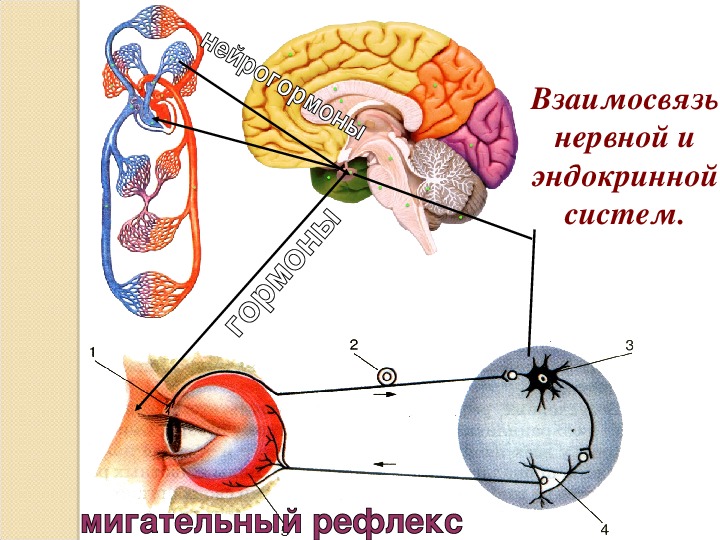 Регуляция эндокринной системы. Нервная и эндокринная система.