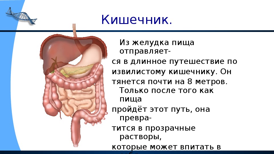 Сколько в желудке пища. После желудка пища попадает. Как проходит пища. Кишечник после желудка. Поступление пищи в желудок.