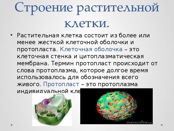 Стенка растительных клеток состоит из