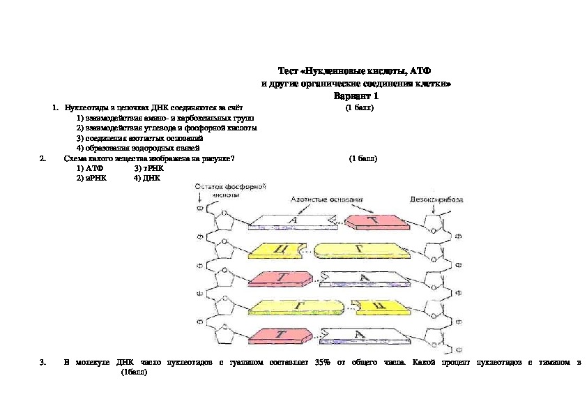 Тест «Нуклеиновые кислоты, АТФ  и другие органические соединения клетки» (10 класс.биология)