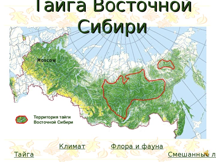 На каких территориях расположена тайга. Восточно Сибирская Тайга на карте. Тайга Восточной Сибири географическое положение. Карта России Тайга Сибирь. Расположение зоны тайги.