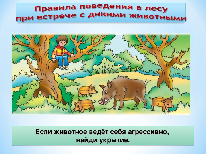 Презентация на тему обеспечение безопасности при встрече с дикими животными в природных условиях