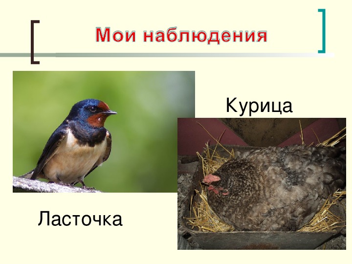 Птенцы гнездовых птиц отличаются от выводковых
