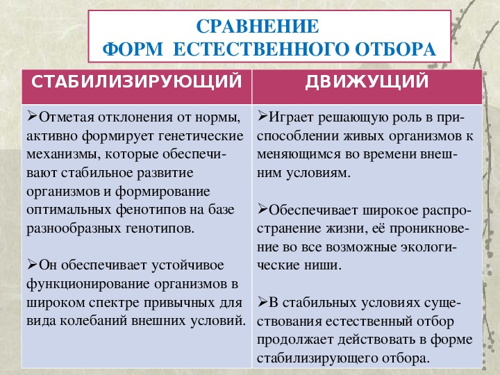 Стабилизирующий отбор генотип. Естественный отбор движущий и стабилизирующий. Сравнение процессов движущего и стабилизирующего отбора. Виды естественного отбора таблица.