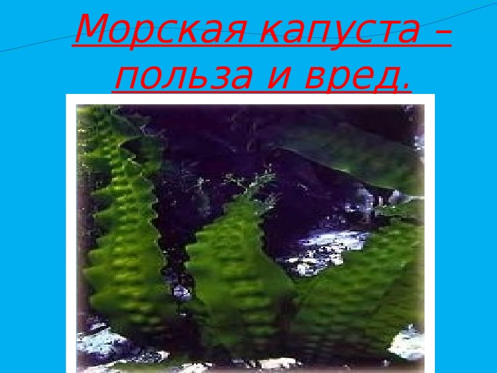 Морская капуста польза. Морская капуста польза и вред. Полезность морской капусты.