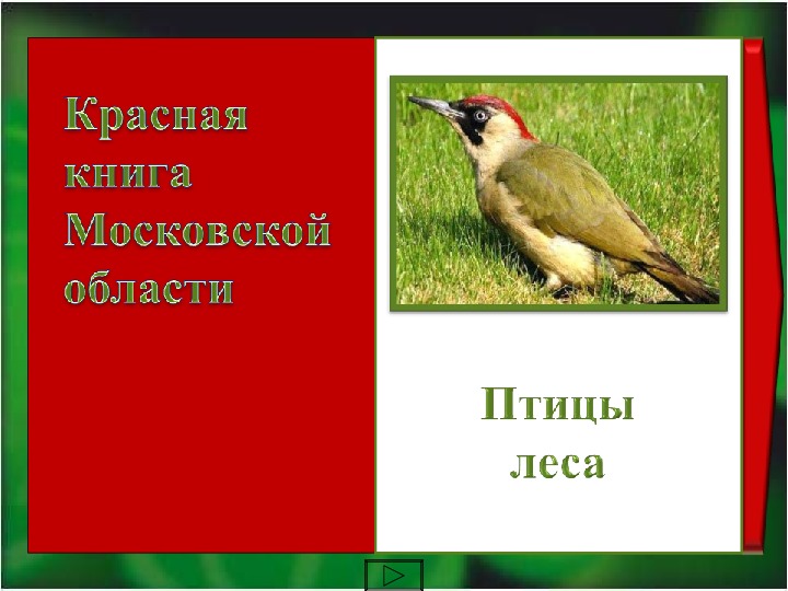 Виртуальная экскурсия 4 -5 классы "Птицы Красной книги"