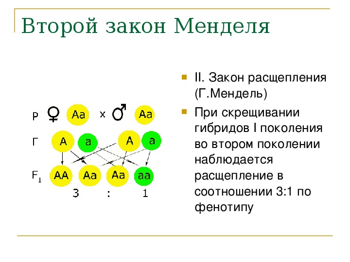 Расщепление второго поколения