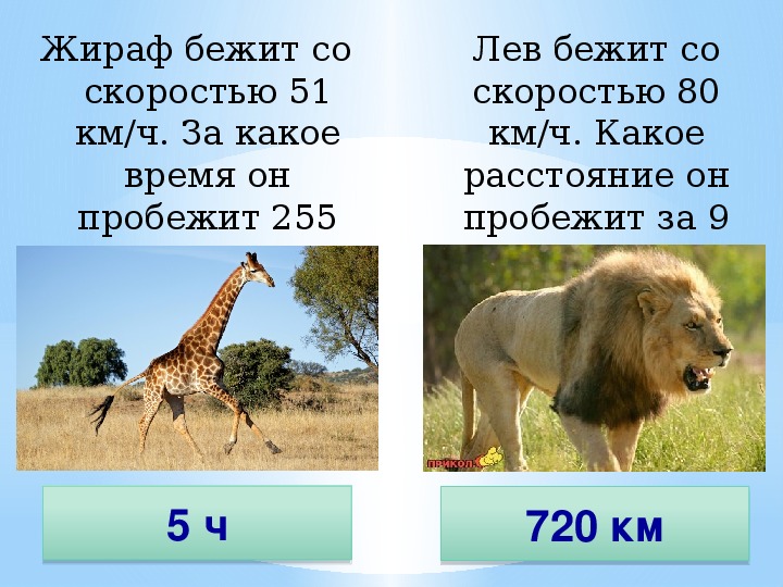 Как известно максимальная скорость в природе это. Скорость Льва. С какой скоростью бегает Лев. Скорость Льва км/ч. Скорость тигра км/ч.