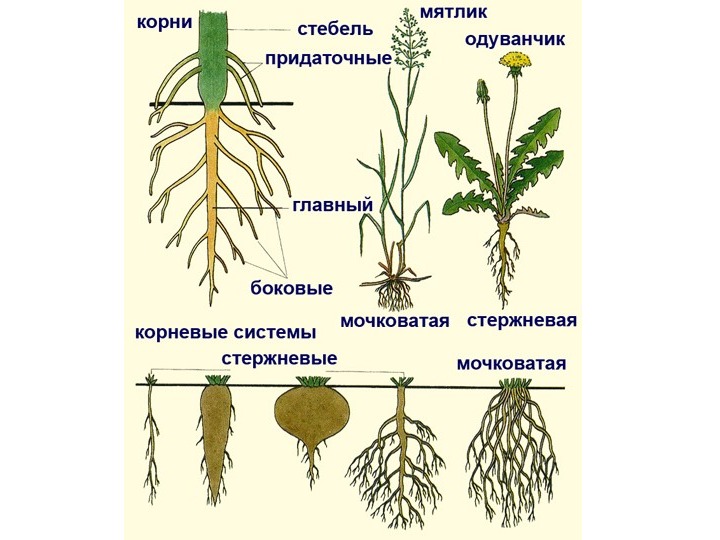 Корневая система цветковых растений. Типы корневых систем у растений. Корневая система растений схема.