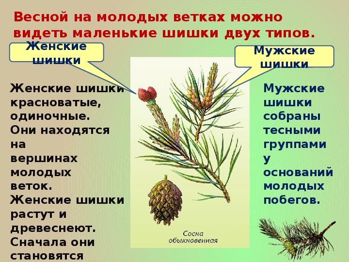 Примеры голосеменных растений 7 класс