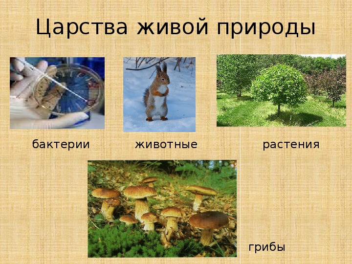 Царство природы 5 класс