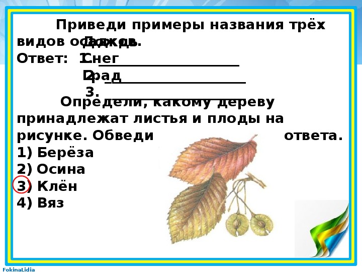 Определи какому дереву принадлежат листья и плоды на рисунке обведи номер верного ответа