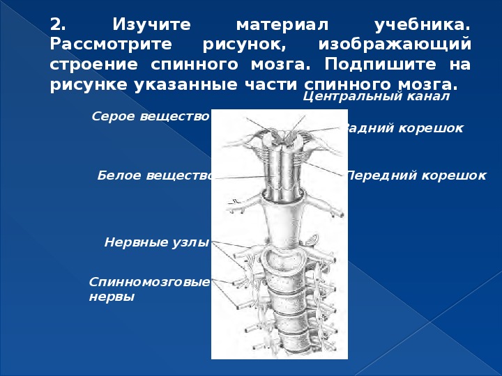 Презентация по теме спинной мозг биология 8 класс