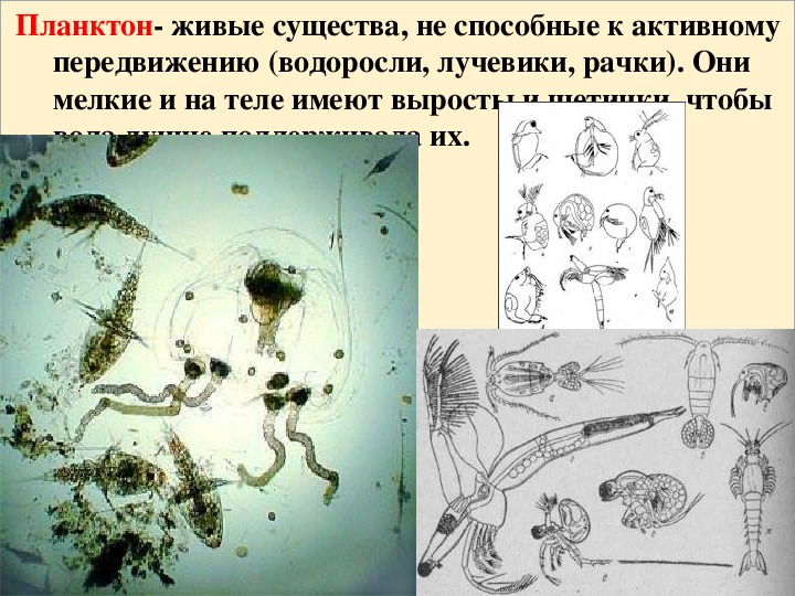 Жизнь организмов в морях и океанах 5 класс биология презентация