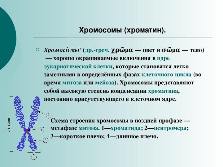 Структура хроматина. Понятие хромосома. Хроматин. Строение хроматина и ее функции. Хроматин особенности строения.