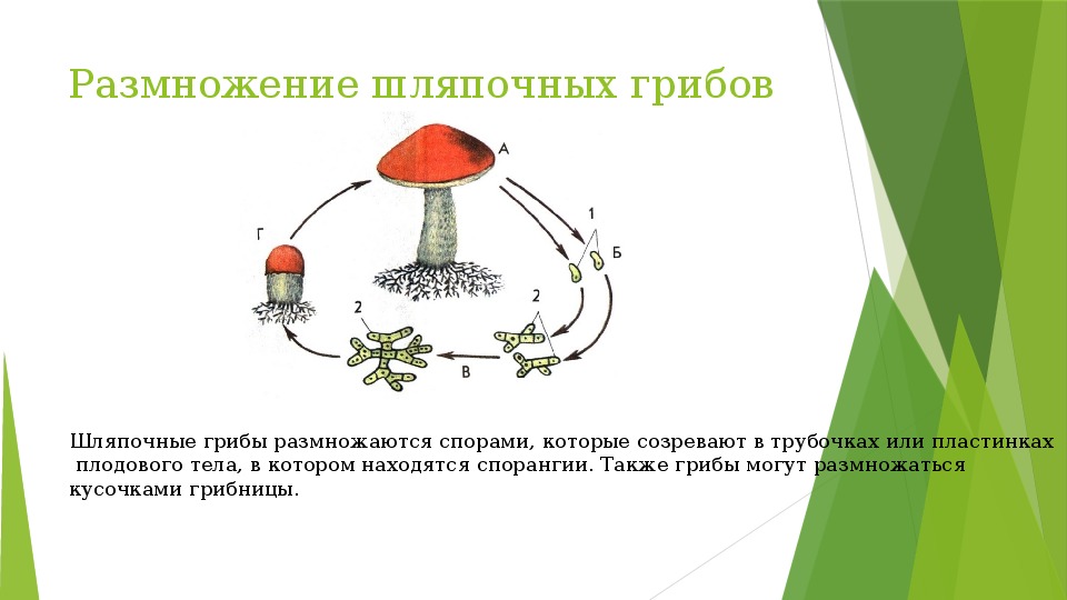 Шляпочные грибы в период размножения формируют. Размножение шляпочного гриба. Жизненный цикл шляпочного гриба схема. Размножение шляпочных грибов. Шляпочные грибы размножаются.
