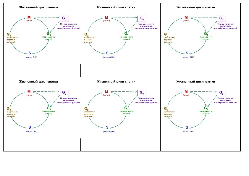 6 жизненный цикл клетки. Стадии жизненного цикла клетки таблица. Фазы жизненного цикла клетки по порядку. Жизненный цикл соматической клетки схема. Жизненный цикл клетки биология схема.