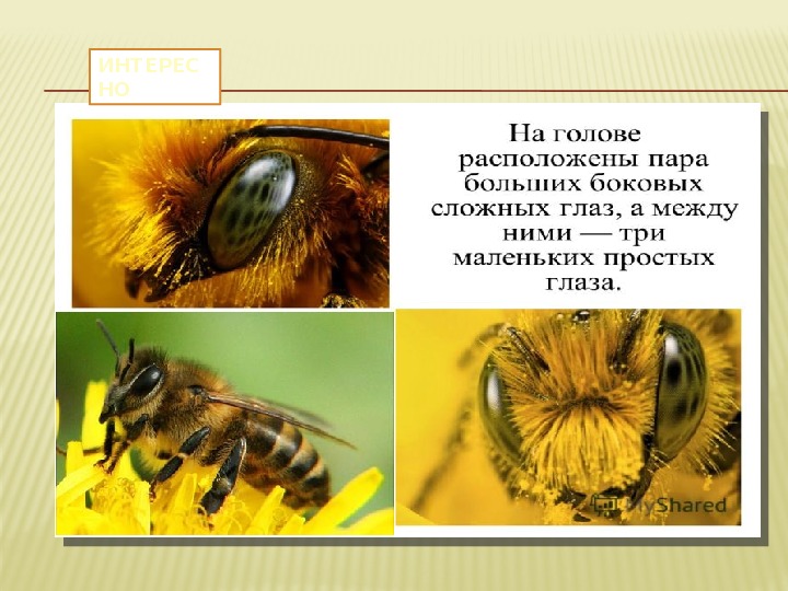 «Первые шаги юных исследователей в науку» Пчелиная семья
