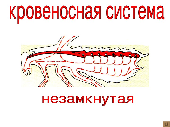 Рассмотрите схему строения кровеносной системы пчелы имеют