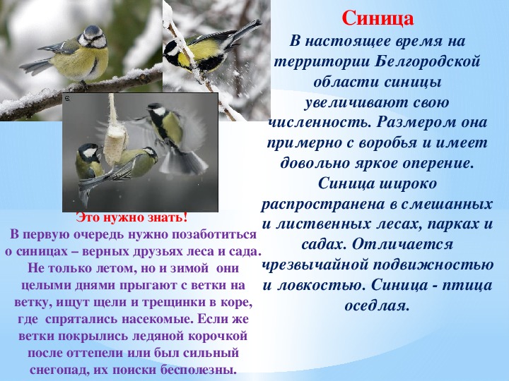 Презентация на тему: "Зимующие птицы Белгородской области"