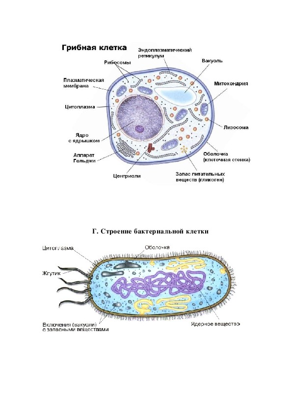 Животная растительная грибная бактериальная клетки. Строение клеток растений животных грибов и бактерий. Схема строения клетки гриба 5 класс биология. Схема строения грибной клетки. Сравнить строение клетки растений и клетки бактерий.