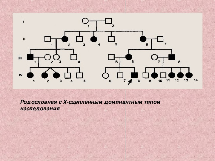 Схема родословной биология