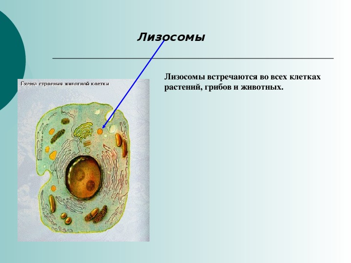 Есть ли клетка. Лизосомы в растительных клетках. Строение растительной клетки лизосомы. Строение лизосомы животной клетки. Лизосомы растительной клетки рисунок.