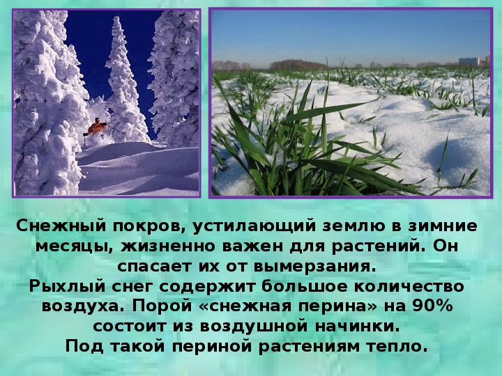 Рыхлый снег это какой. Царство Мороза Ивановича 2 класс. Почему снег рыхлый. Снег спасает землю от вымерзания. Почему глубокий рыхлый снег предохраняет озимые.