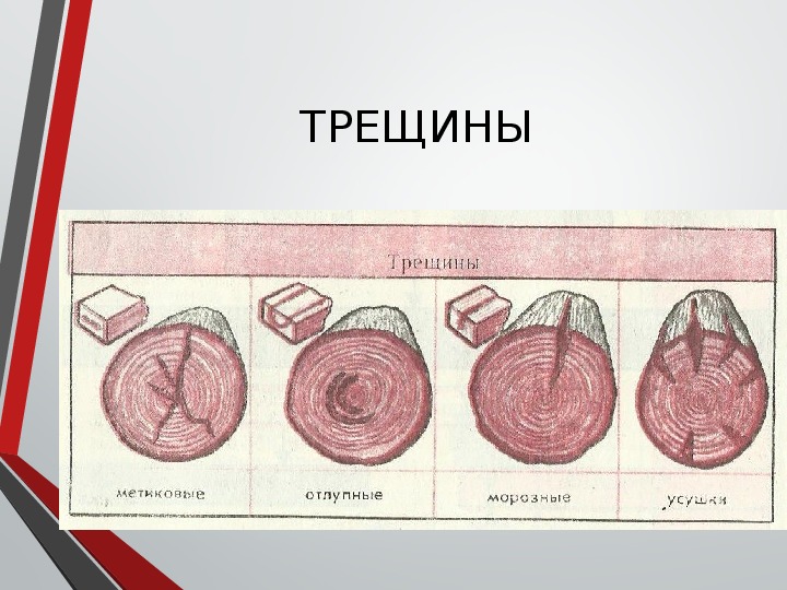 Пороки древесины 6 класс технология презентация