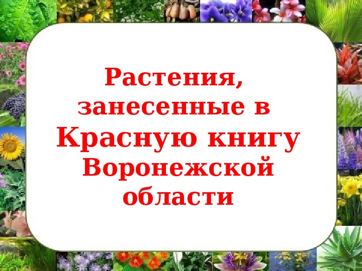 Презентация "Растения из  Красной книги Воронежской области"