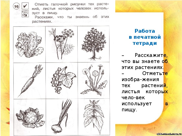 Презентация "Растения - часть живой природы" (1 класс, окружающий мир)