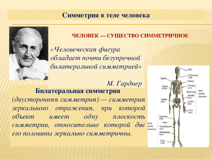 Симметрия в медицине презентация