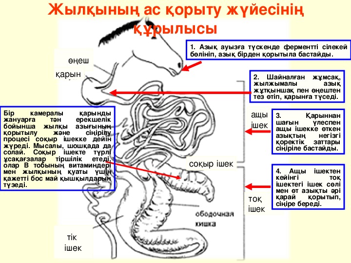 Сиырдың асқорыту жүйесі фото