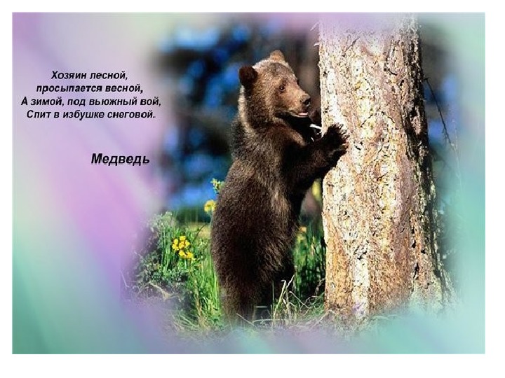 Стихи про диких. Стих про медведя для детей. Загадка про медведя. Загадки про животных медведь. Стих про бурого медведя.